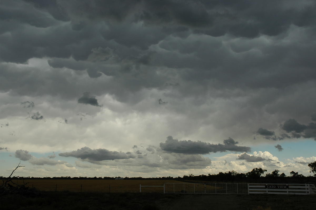 mammatus mammatus_cloud : W of Walgett, NSW   8 December 2004