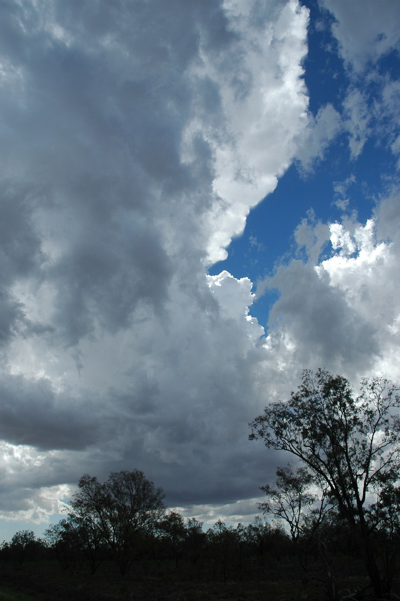 cumulus congestus : W of Walgett, NSW   8 December 2004