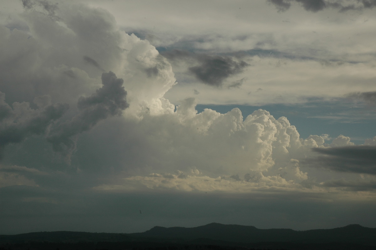 cumulus congestus : Mallanganee NSW   22 January 2005