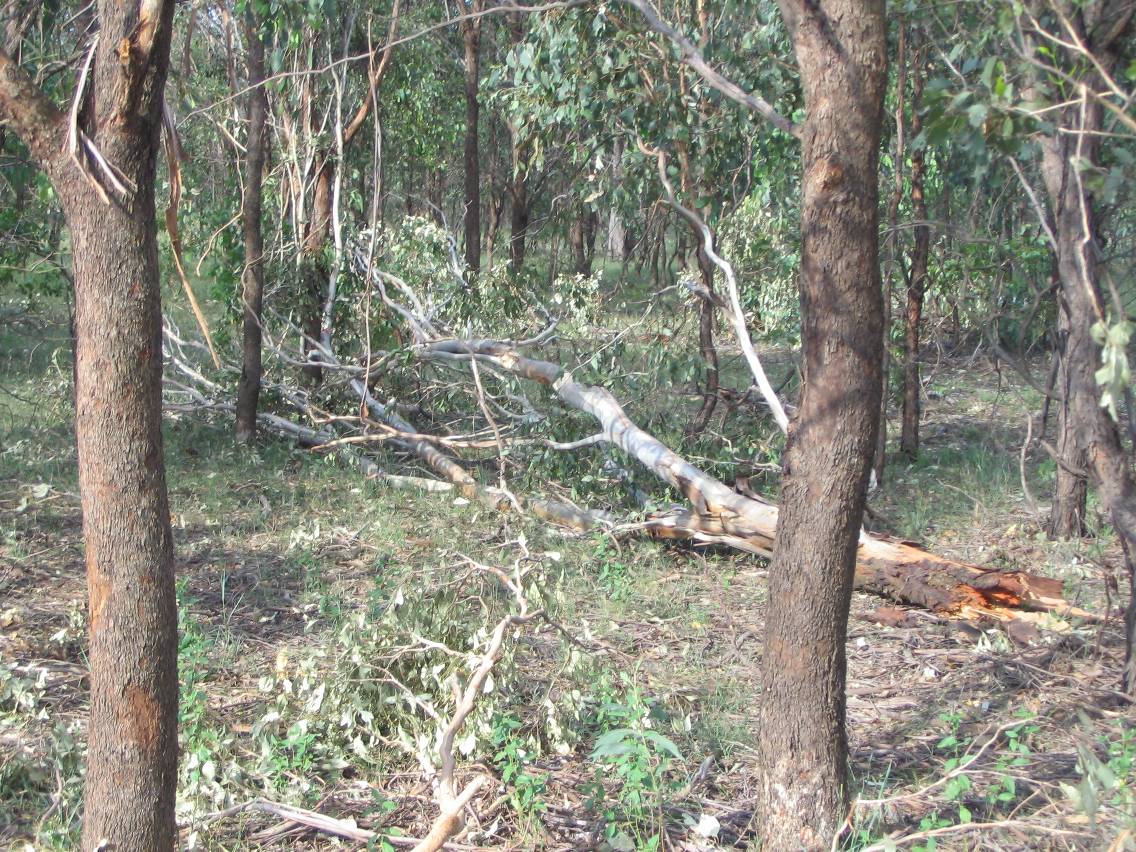 disasters storm_damage : Marsden Park, NSW   5 February 2005