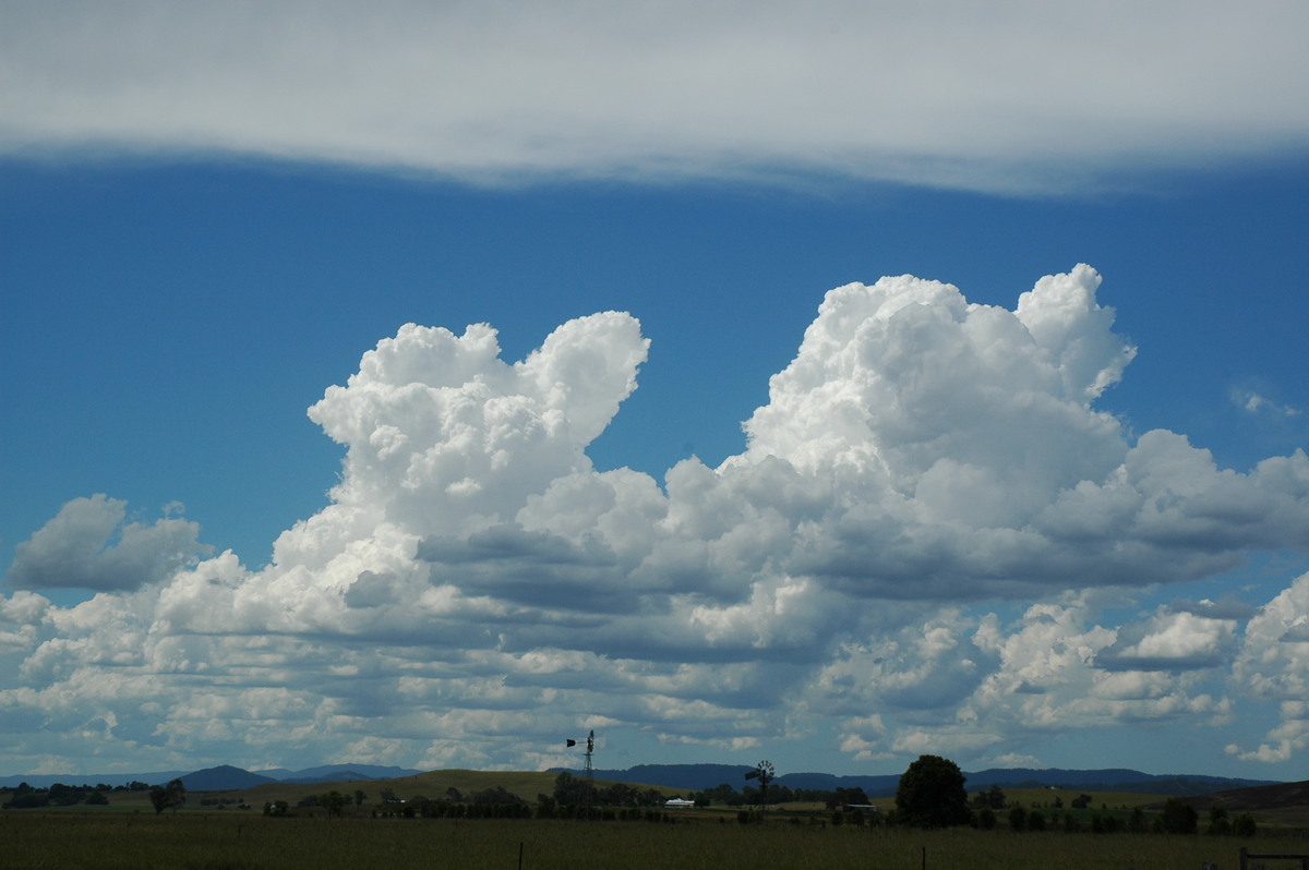 cumulus congestus : Casino, NSW   10 March 2005