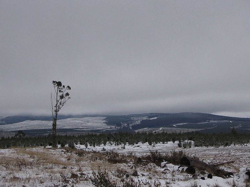 snow snow_pictures : near Oberon, NSW   10 July 2005