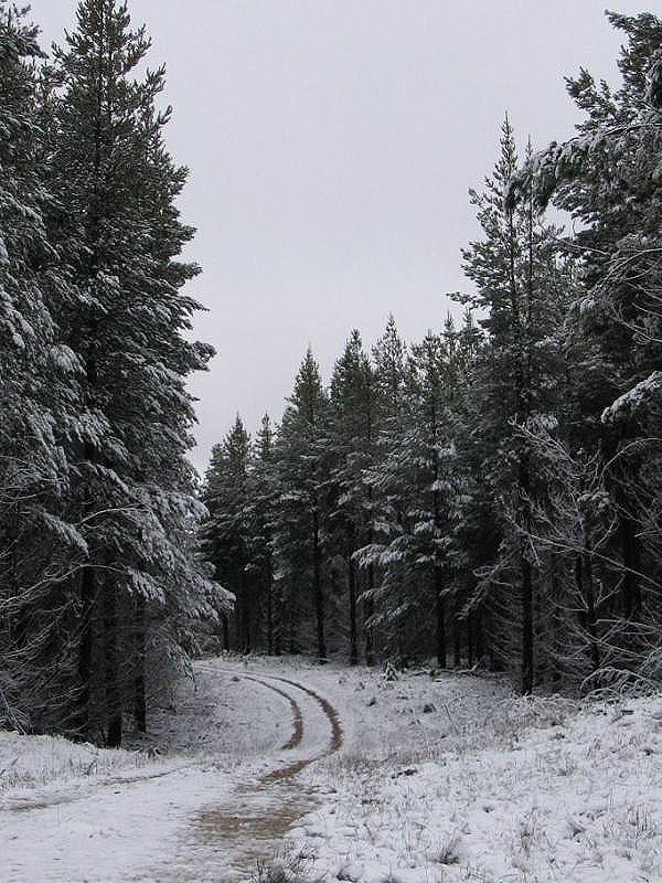 snow snow_pictures : near Oberon, NSW   10 July 2005