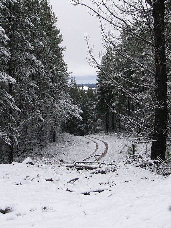 snow snow_pictures : near Oberon, NSW   10 July 2005