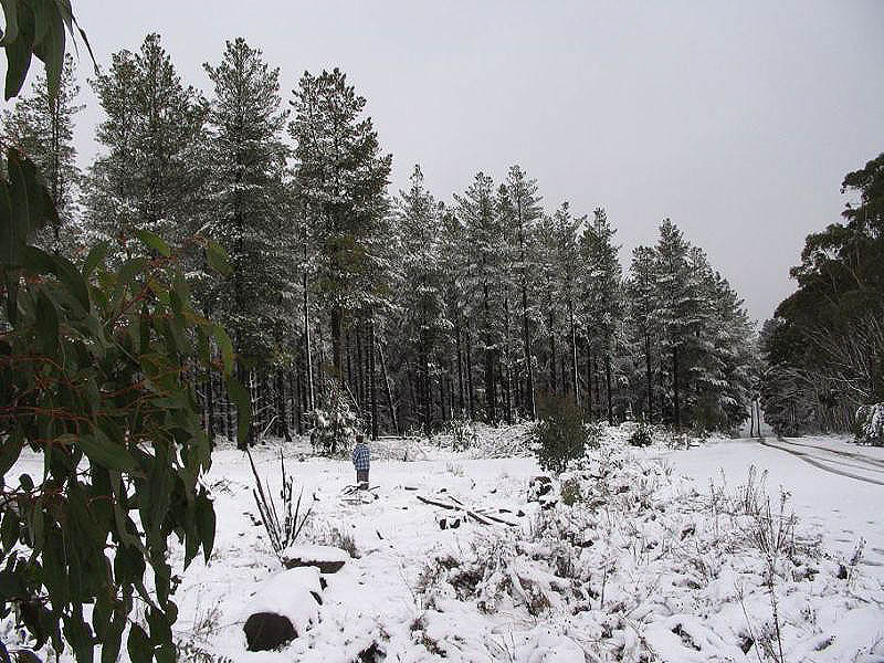 snow snow_pictures : near Oberon, NSW   10 July 2005