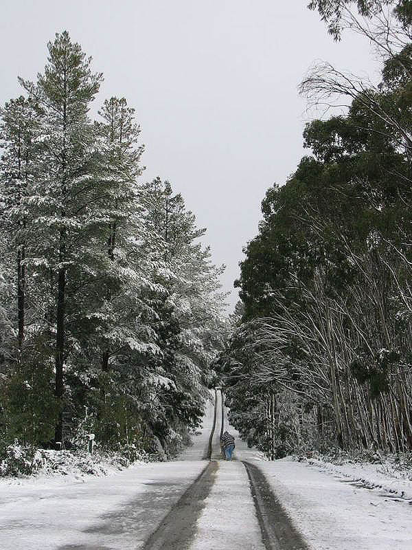 snow snow_pictures : near Oberon, NSW   10 July 2005