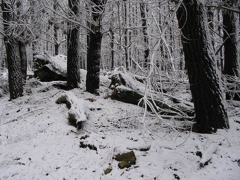 snow snow_pictures : near Oberon, NSW   10 July 2005