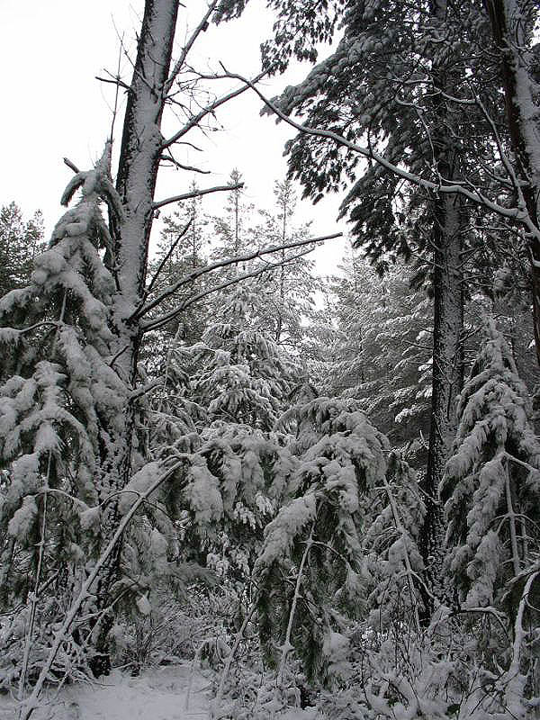 snow snow_pictures : near Oberon, NSW   10 July 2005