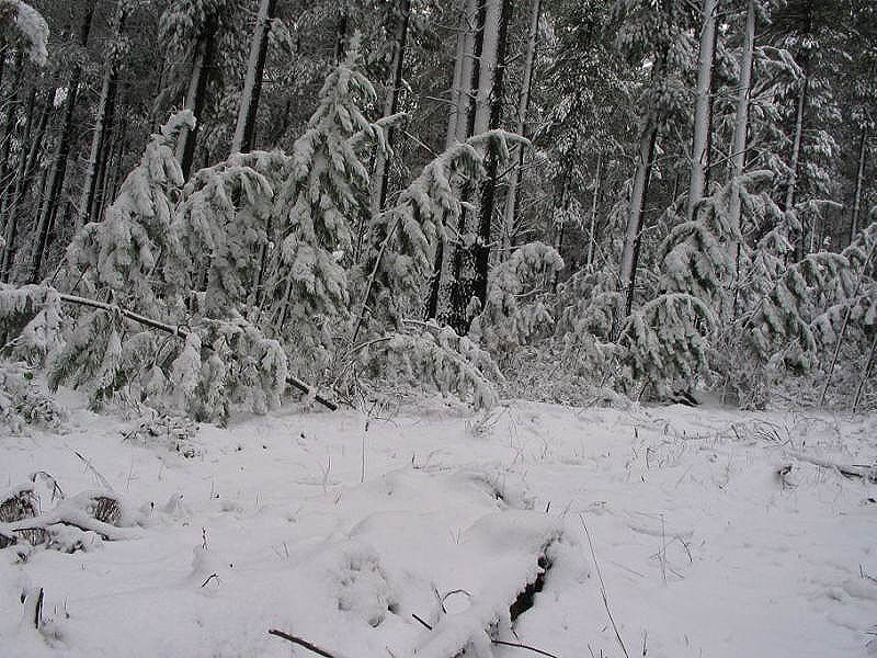 snow snow_pictures : near Oberon, NSW   10 July 2005