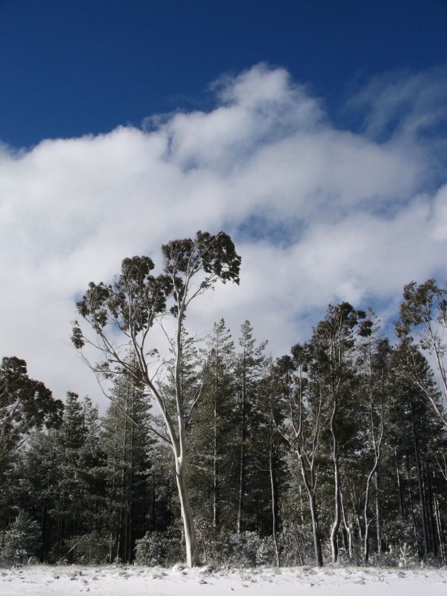 snow snow_pictures : near Shooters Hill, NSW   10 August 2005