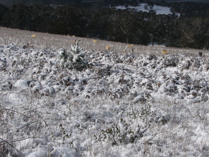 snow snow_pictures : Shooters Hill, NSW   10 August 2005