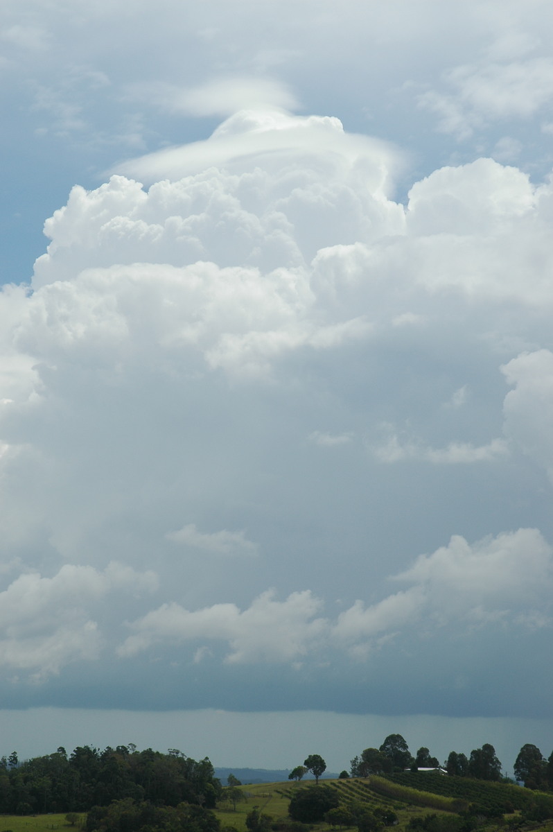 pileus pileus_cap_cloud : McLeans Ridges, NSW   23 November 2005