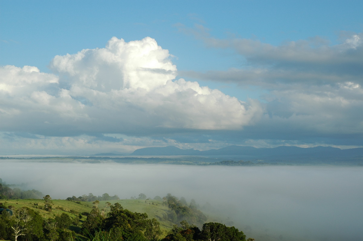 fogmist fog_mist_frost : McLeans Ridges, NSW   16 January 2006