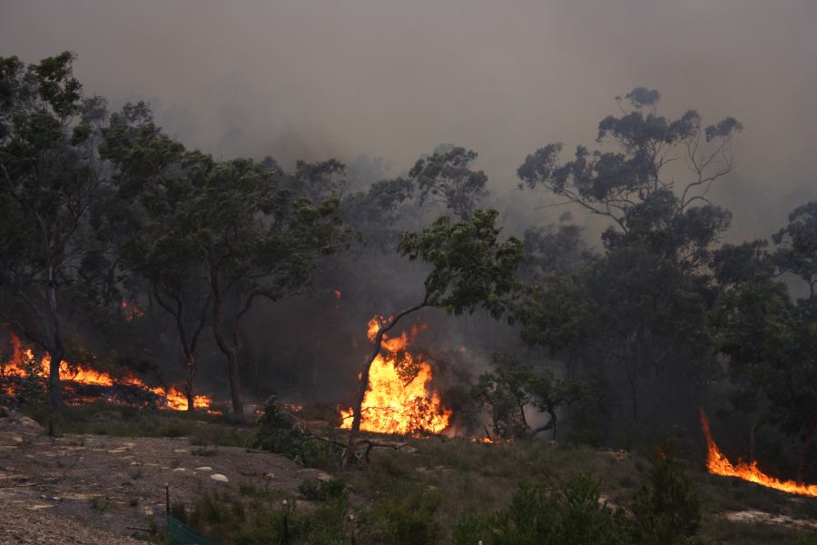 bushfire wild_fire : Pacific Park, NSW   24 September 2006