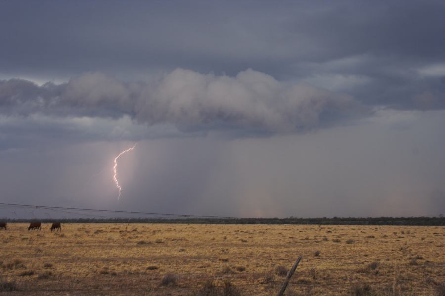 lightning lightning_bolts : 40km N of Goondiwindi, QLD   14 January 2007