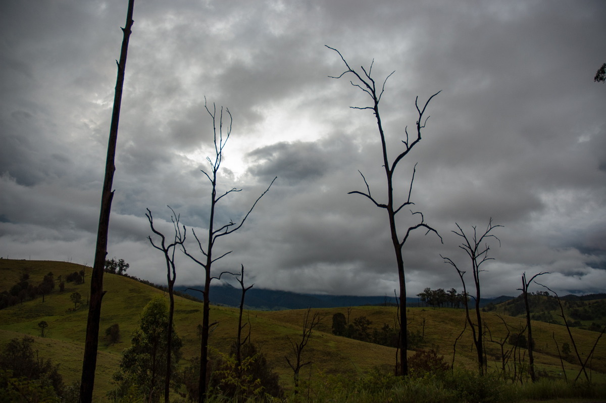 stratus stratus_cloud : Jackadgery, NSW   26 January 2007