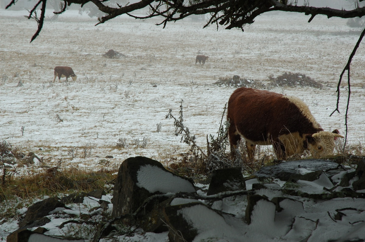 snow snow_pictures : Ben Lomond, NSW   28 June 2007