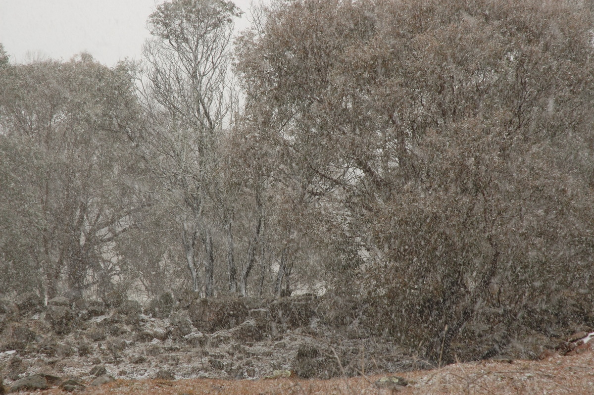 snow snow_pictures : Ben Lomond, NSW   8 July 2007