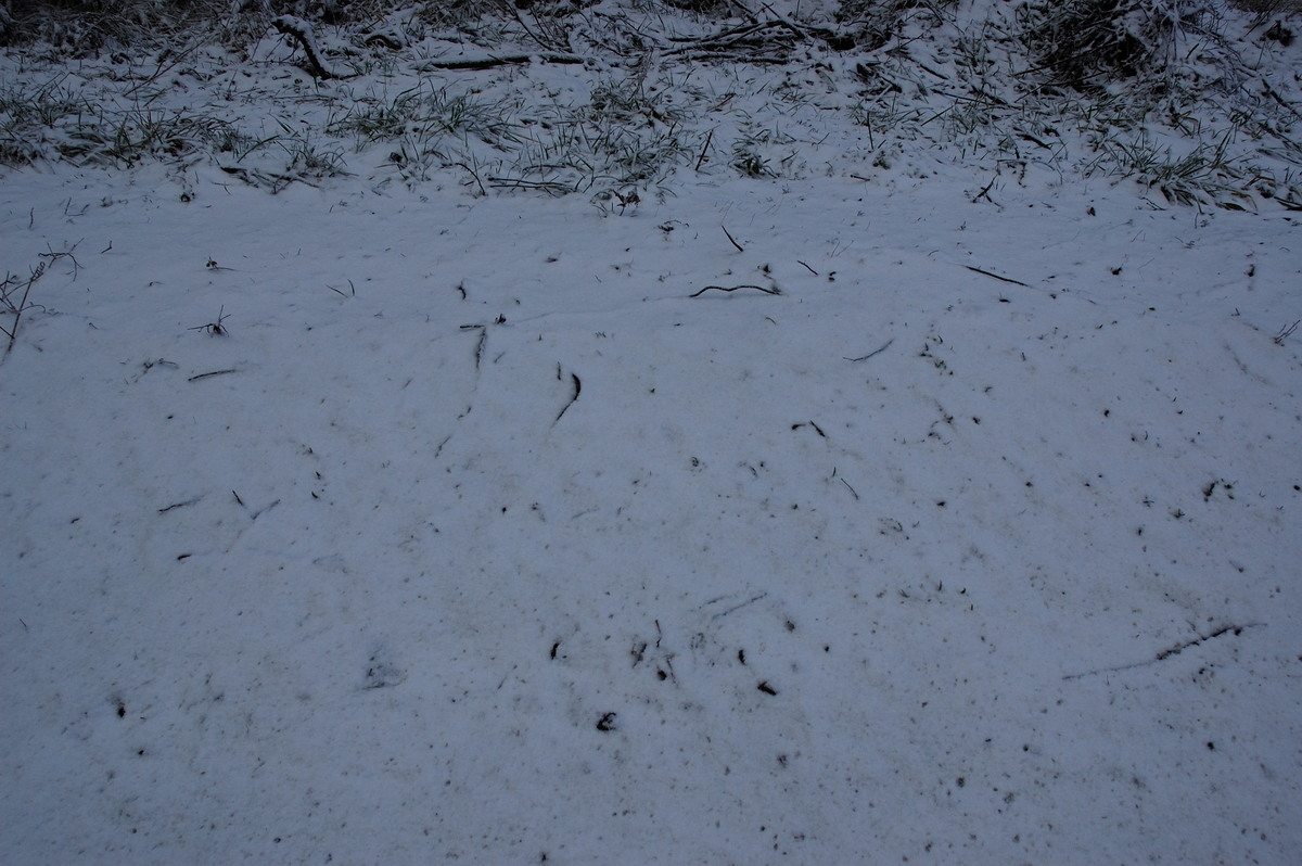 snow snow_pictures : near Ben Lomond, NSW   8 July 2007