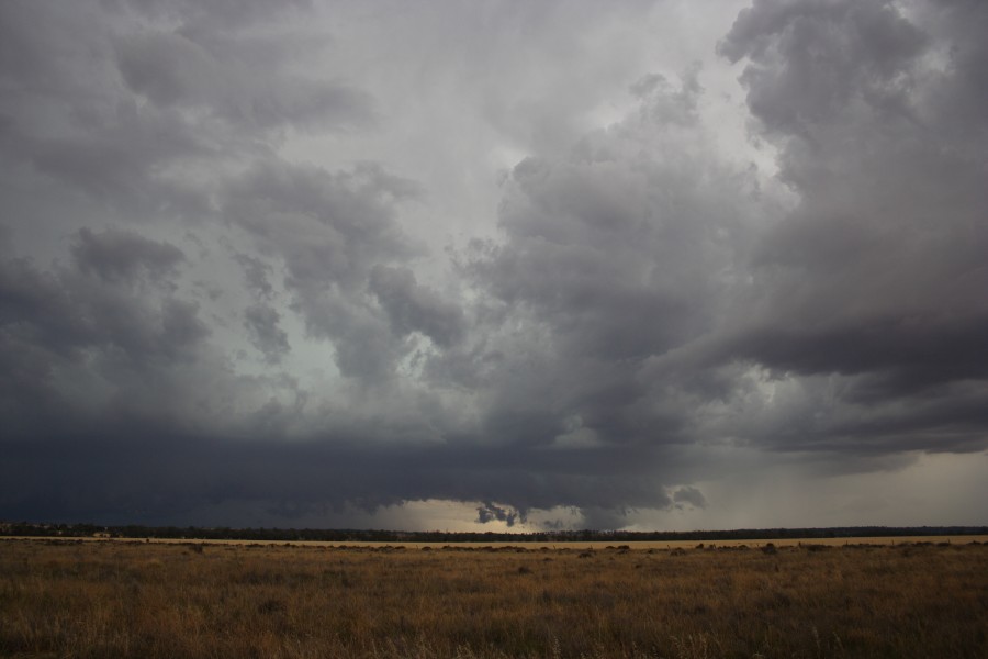 shelfcloud shelf_cloud : near North Star, NSW   31 October 2007