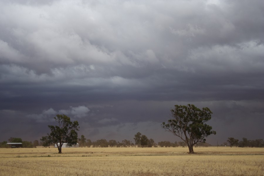 cumulonimbus thunderstorm_base : SW of Narromine, NSW   3 December 2007