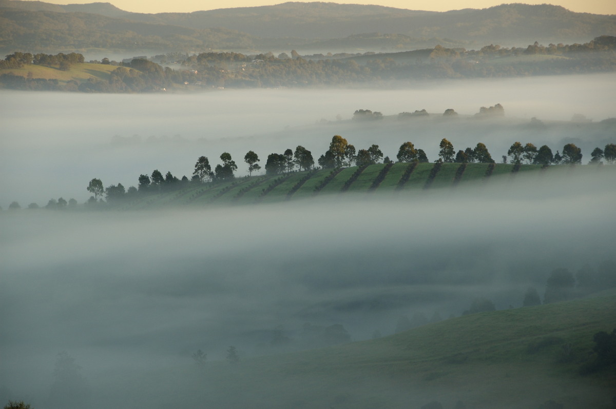 fogmist fog_mist_frost : McLeans Ridges, NSW   23 February 2008