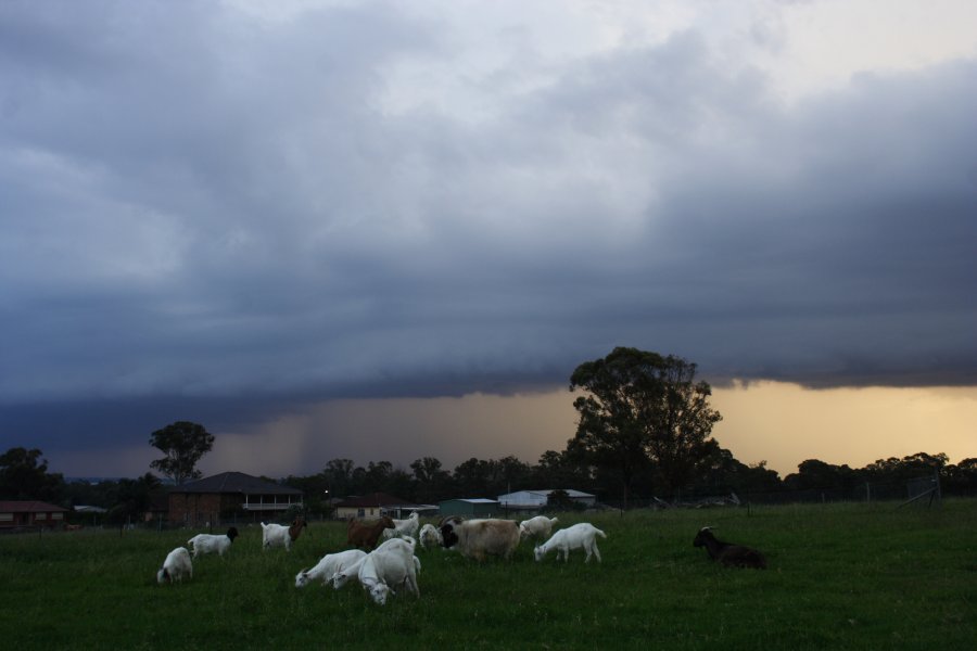 shelfcloud shelf_cloud : Schofields, NSW   24 March 2008