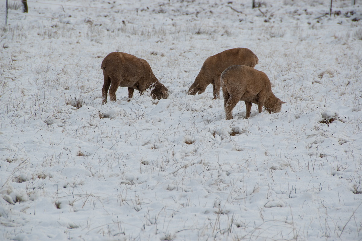 snow snow_pictures : Guyra, NSW   18 May 2008