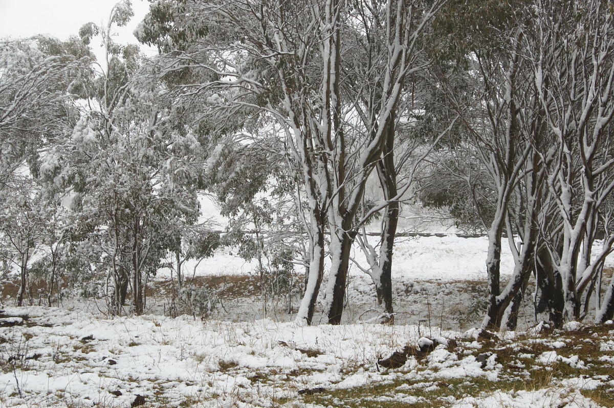 snow snow_pictures : Ben Lomond, NSW   18 May 2008