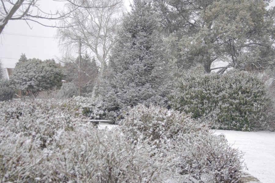 snow snow_pictures : Oberon, NSW   10 August 2008