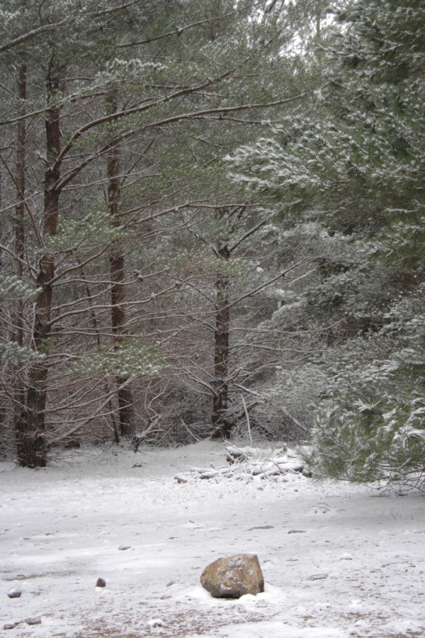 snow snow_pictures : near Mt Trickett, NSW   10 August 2008