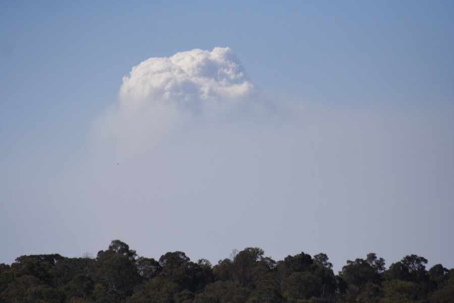 bushfire wild_fire : Schofields, NSW   1 October 2008