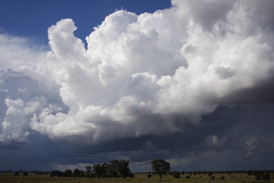 raincascade precipitation_cascade : Between Gilgandra and Dubbo, NSW   11 October 2008