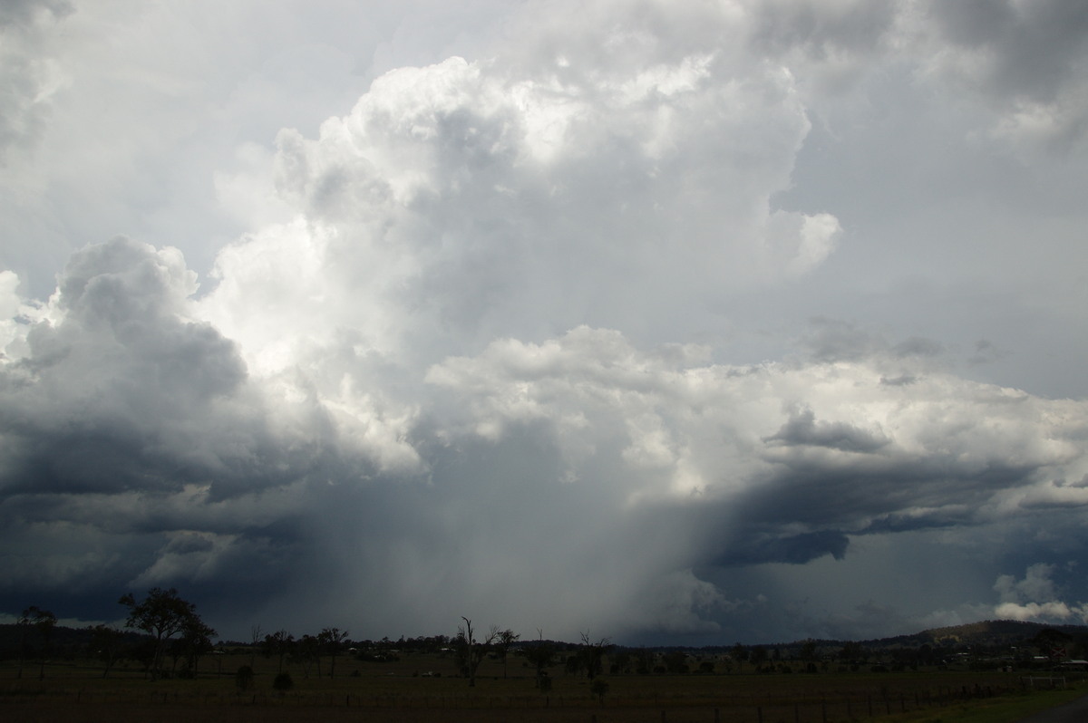 cumulus congestus : Beaudesert, QLD   16 November 2008