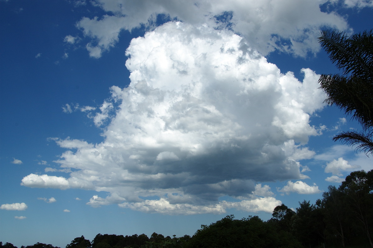 cumulus congestus : McLeans Ridges, NSW   19 December 2008