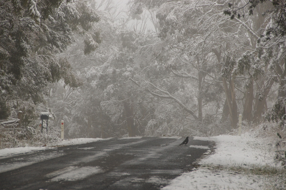 snow snow_pictures : Ben Lomond, NSW   16 July 2009