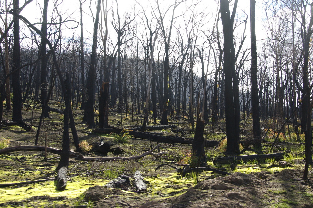 bushfire wild_fire : Strathewen, VIC   5 August 2009