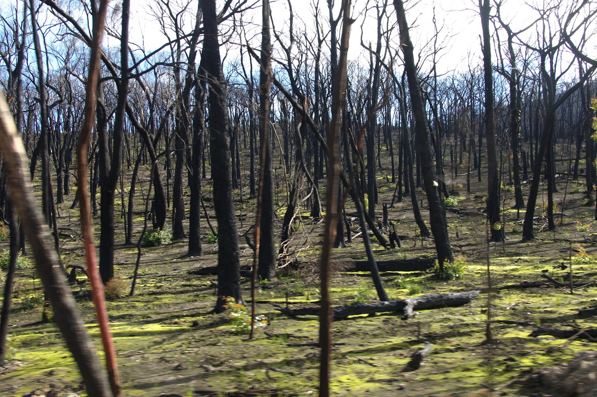 bushfire wild_fire : Strathewen, VIC   5 August 2009