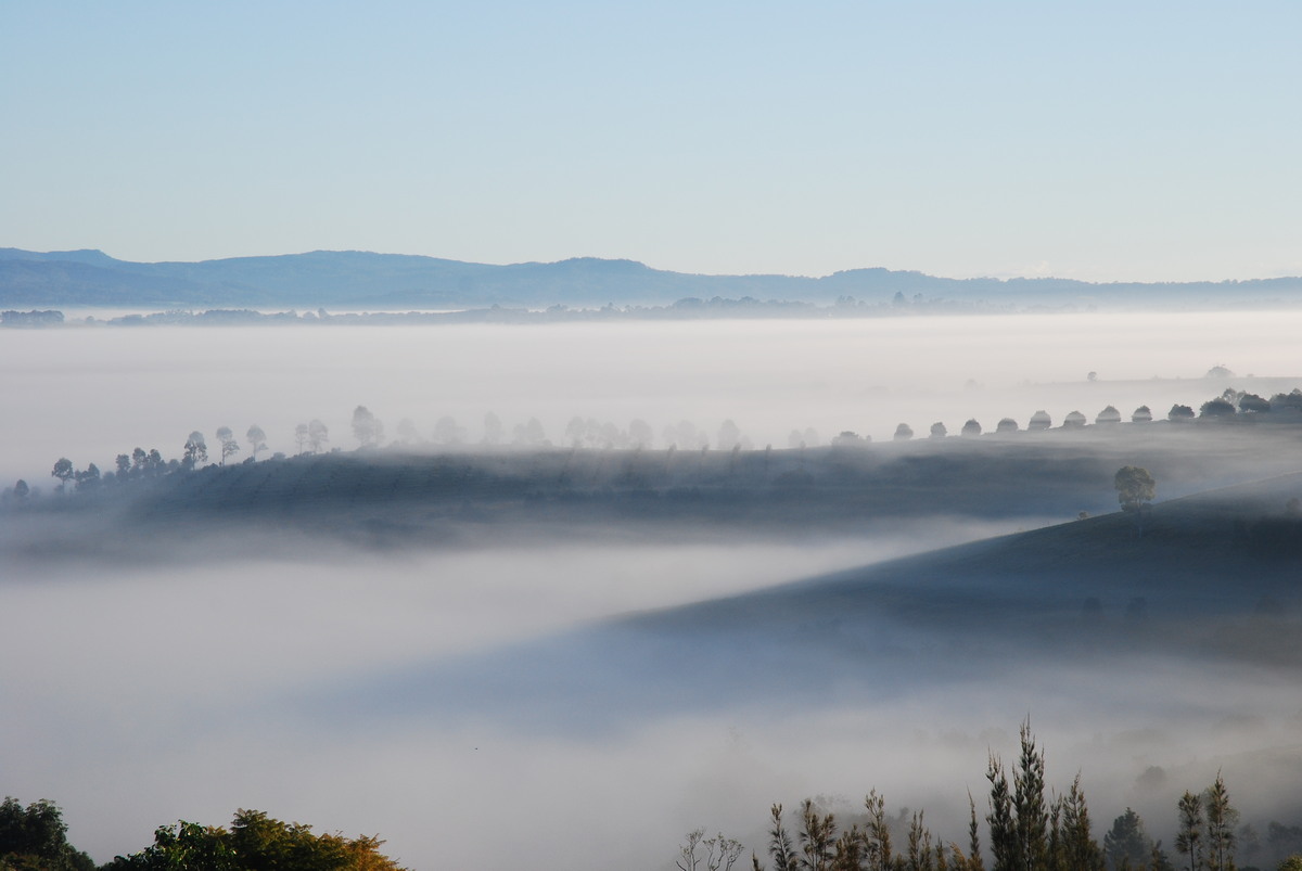 fogmist fog_mist_frost : McLeans Ridges, NSW   7 August 2009