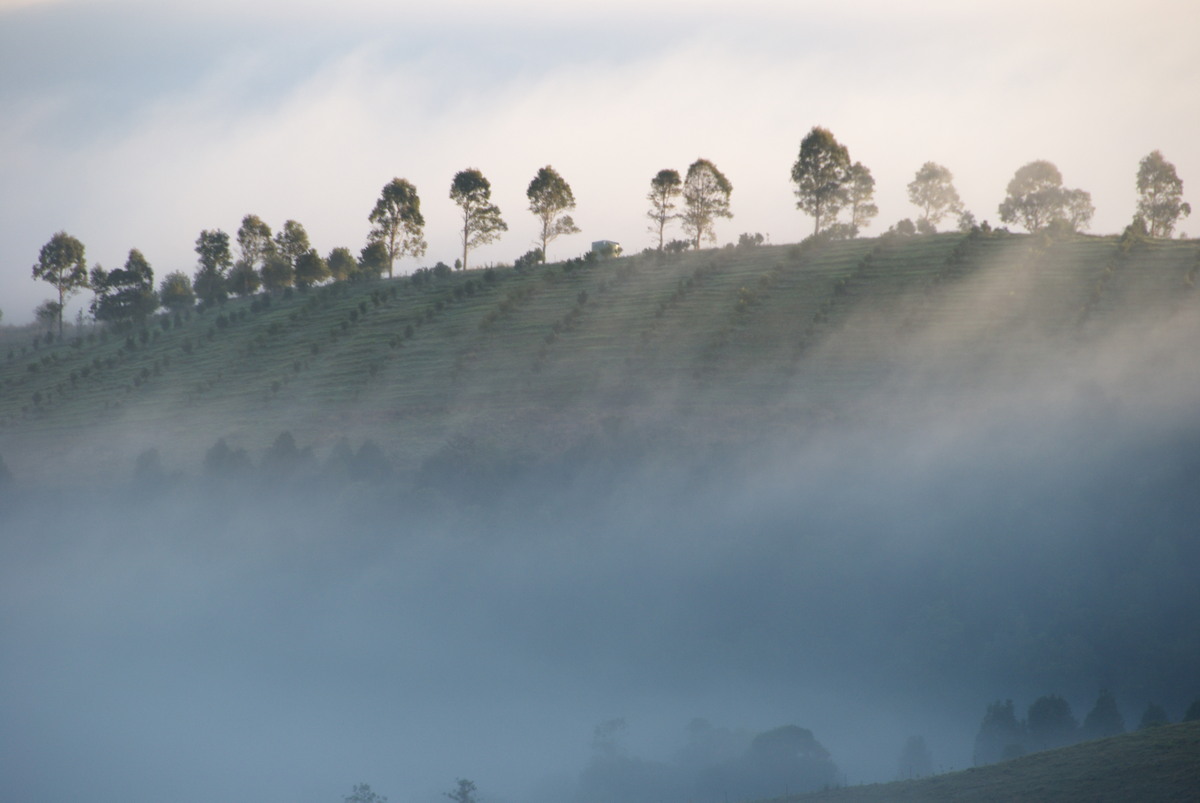 fogmist fog_mist_frost : McLeans Ridges, NSW   14 August 2009