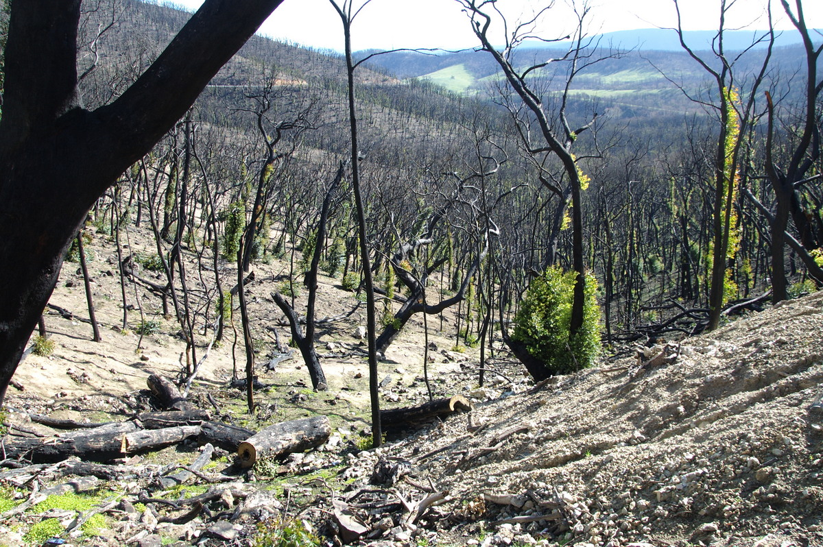 bushfire wild_fire : Kinglake, VIC   20 August 2009