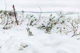 snow_pictures