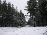 snow_pictures