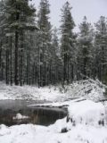 snow_pictures