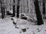 snow_pictures