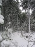 snow_pictures