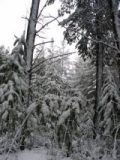 snow_pictures