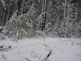 snow_pictures