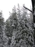 snow_pictures