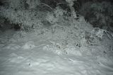 snow_pictures